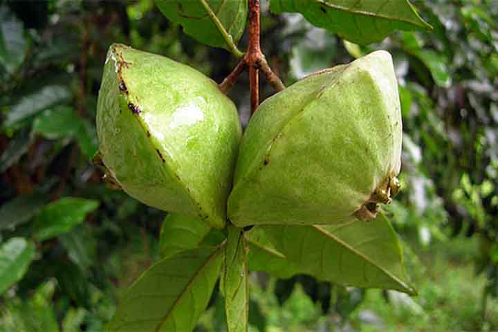 Cambuci: Considerada um tesouro da Mata Atlântica, essa fruta oferece um sabor cítrico marcante, com notas de limão e abacaxi. 