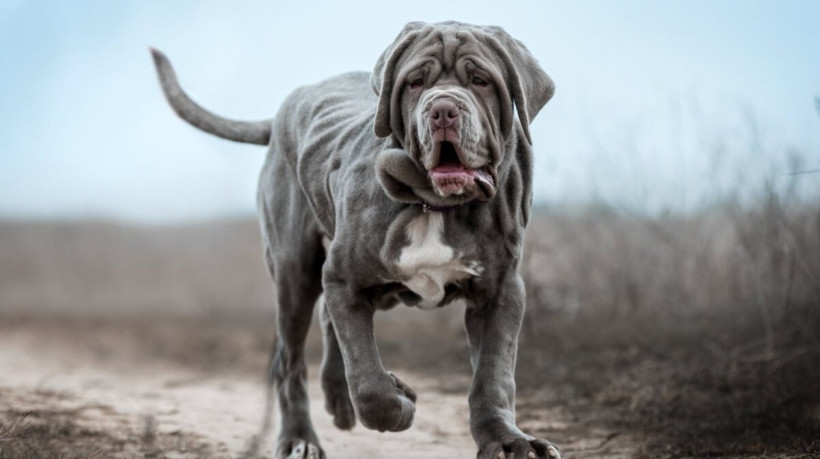 Os cachorros da raça mastiff têm um porte robusto, mas são conhecidos por sua personalidade dócil (Imagem: Photobox.ks | Shutterstock) 