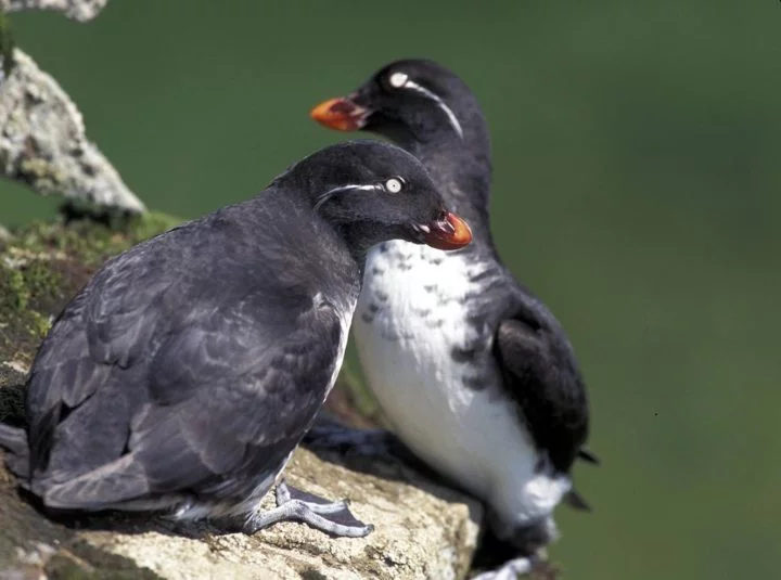 Entre as mais ameaçadas estão o papagaio-do-mar e o auklet, um tipo de periquito.