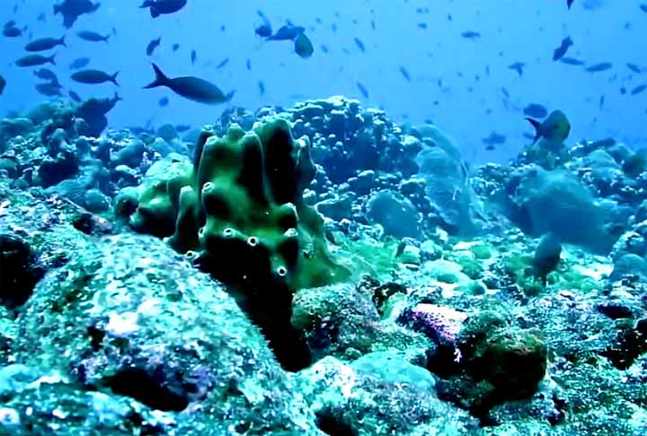 4º) Sistema Mesoamericano de Barreira de Corais (MBRS): Com quase 1.000 km de extensão, abrange as costas do México, Belize, Guatemala e Honduras, e é um dos ecossistemas mais biodiversos do planeta.