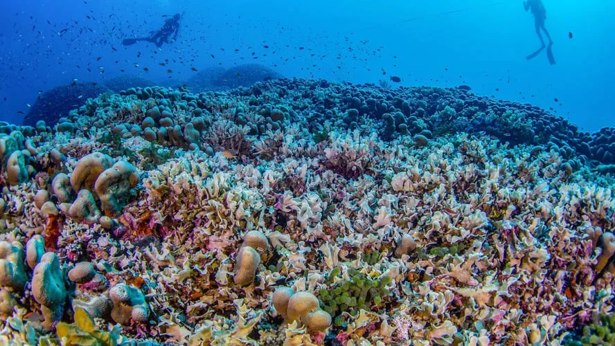 Uma equipe de pesquisdores da National Geographic Society's Pristine Seas descobriu a maior colônia de corais do mundo. Foi durante uma expedição em outubro de 2024 nas Ilhas Salomão, um arquipélago localizado no sudoeste do Oceano Pacífico.