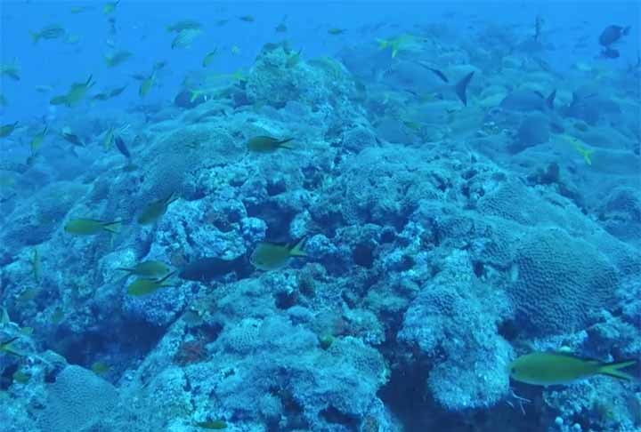 O MBRS abriga mais de 60 espécies de corais, 500 espécies de peixes, 3.000 espécies de moluscos e milhares de outras espécies marinhas. Além disso, o recife protege as costas contra a erosão causada por ondas e tempestades.