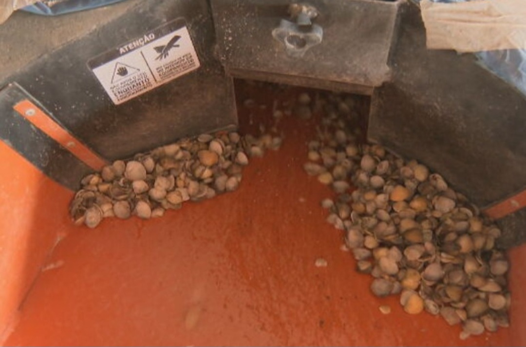 As conchinhas são trituradas e depois misturadas com terra e cimento em máquinas manipuladas por profissionais que também acabam tendo renda nessa fabricação