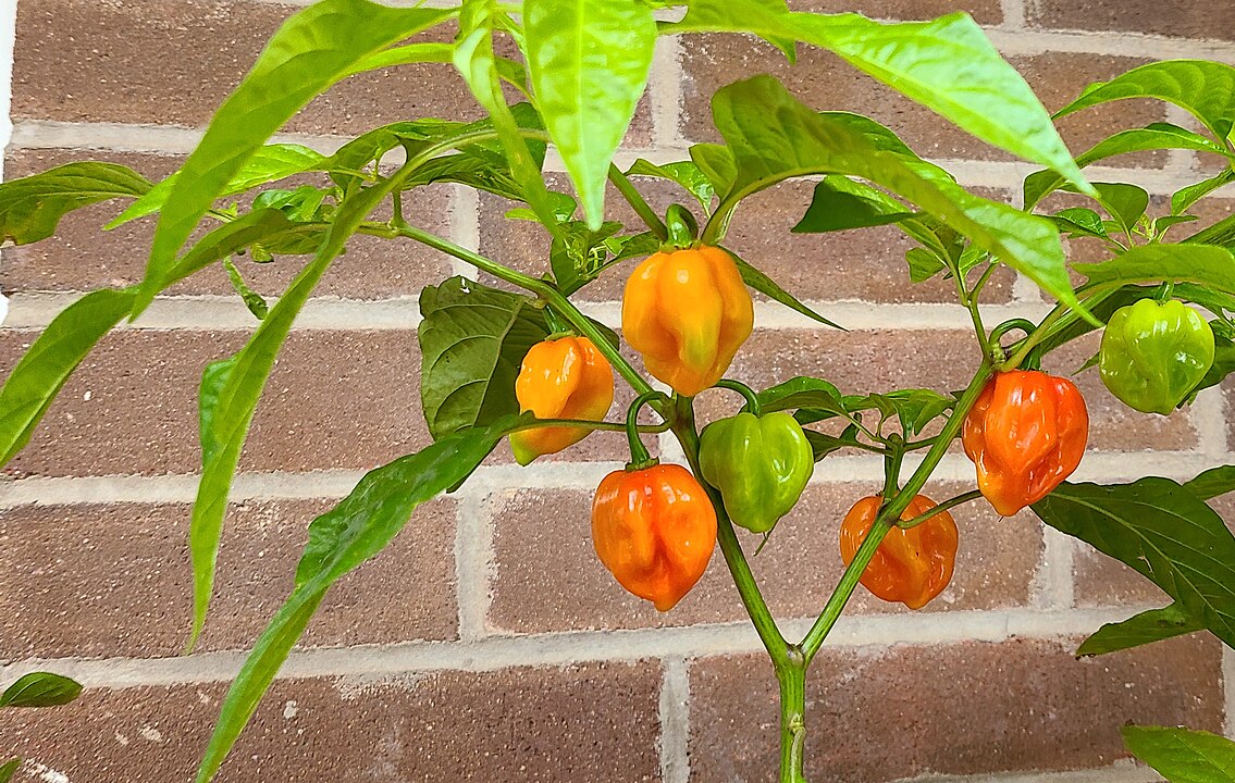 Habanero - Pequena, extremamente picante, com um sabor frutado. Comum na Península de Yucatán, especialmente em molhos frescos e marinadas como no pollo pibil.

