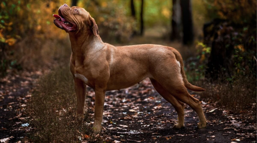 Os cachorros de porte gigante se destacam pelo tamanho impressionante (Imagem: Marry Kolesnik | Shutterstock) 