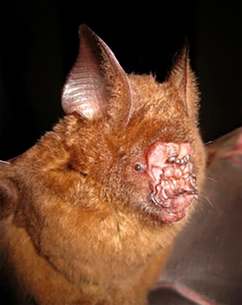 E se você acha que esses morcegos são feios, olha só o Morcego Nariz-de-Folha. É considerado o mais feio do planeta. Só que esse focinho horroroso é ótimo para a localização, pois facilita a emissão do som. Ele foi encontrado no Vietnã. 