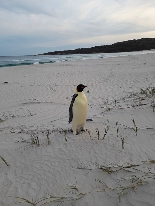 Um pinguim-imperador foi achado no litoral da Austrália, para espanto geral. Foi na Praia de Denmark, no extremo sul do país. O animal, que vive na Antártida, estava na areia. Com quase 1 metro de altura, ele estava sozinho, e especialistas deduziram que ele se perdeu no oceano. 