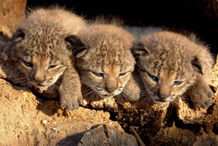 De acordo com a UICN, desde 2010, mais de 400 linces ibéricos foram reintroduzidos em várias áreas de Portugal e Espanha; os felinos agora ocupam pelo menos 3.320 km², um aumento de 449 km² em relação a 2005.