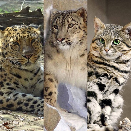 No mundo todo, diversos felinos lutam contra a ameaça de extinção. Relembre alguns!