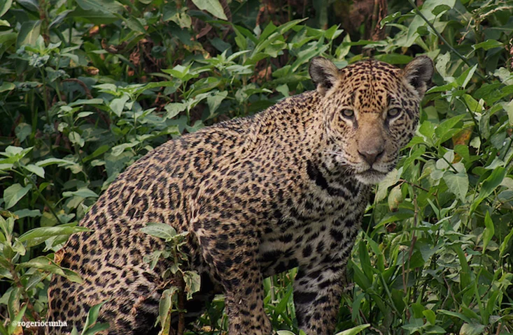 Onça-pintada: Muito conhecida do Pantanal brasileiro, a onça-pintada está classificada como quase ameaçada por conta do desmatamento e da perda das florestas tropicais.