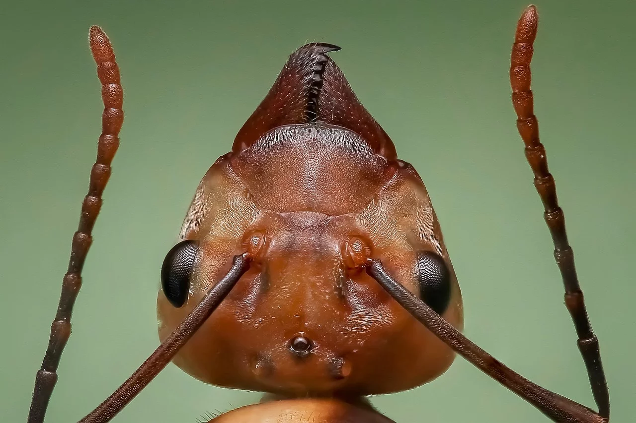 As rainhas são responsáveis pela reprodução da espécie, já que são elas que acasalam e põem os ovos. Os machos não realizam nenhuma atividade no formigueiro e servem apenas para o acasalamento com as rainhas.