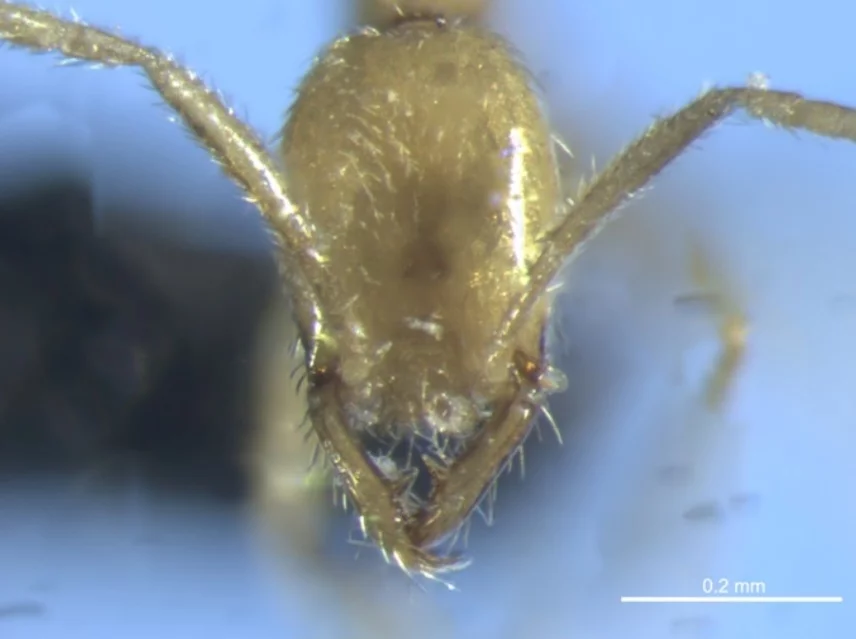 Com apenas 2 milímetros (tamanho degrão de areia), ela tem coloração que age como camuflagem. Ela cava e se move com desenvoltura no subsolo dificultando sua localização. Das cerca de 15 mil espécies de formigas do planeta, apenas 60 são da classe Leptanilla. Mas do novo tipo Voldemort, só dois espécimes foram encontrados nessa pesquisa.