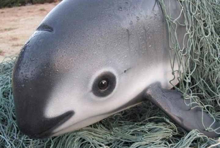 O governo mexicano implementou zonas livres de pesca no Golfo da Califórnia e programas de fiscalização rigorosa para coibir o uso de redes de pesca ilegais. Organizações internacionais apoiam campanhas para proteger o habitat da vaquita.
