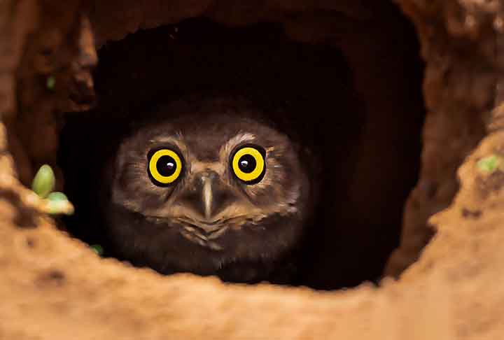 Existem animais com visão excepcional, como aves de rapina, felinos e alguns insetos. Essa capacidade é essencial para caça, sobrevivência e navegação, permitindo detectar presas, predadores ou obstáculos a longas distâncias ou em baixa luz. 