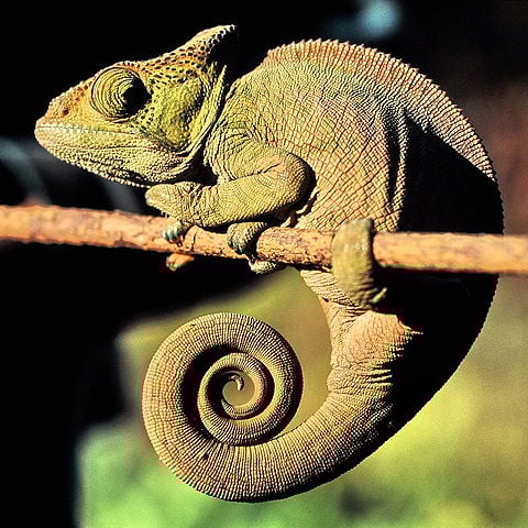 Eles possuem pele áspera e escamosa, com caudas preênseis (capazes de se enrolar em galhos), usadas para equilíbrio e movimento em árvores.