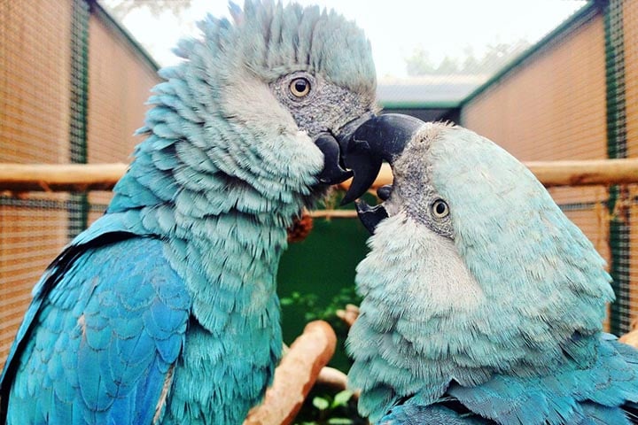 A ararinha-azul (Cyanopsitta spixii) é nativa do Brasil, onde habitava a Caatinga e margens de rios. Foi extinta na natureza devido à destruição de seu habitat e captura para o comércio ilegal. Esforços de reintrodução estão sendo realizados.