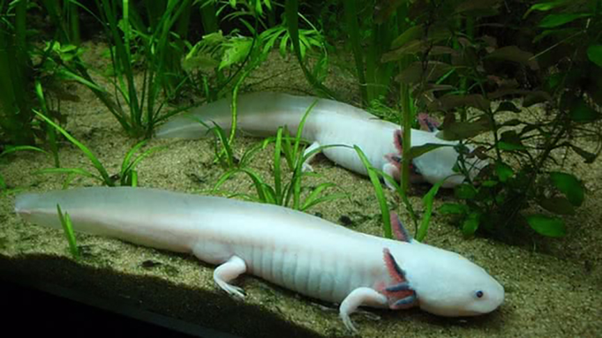 No México, há esforços para restaurar os canais e lagos em Xochimilco, além de programas de reprodução em cativeiro e pesquisa para reintrodução na natureza. O axolote também é promovido como símbolo de conservação no país.
