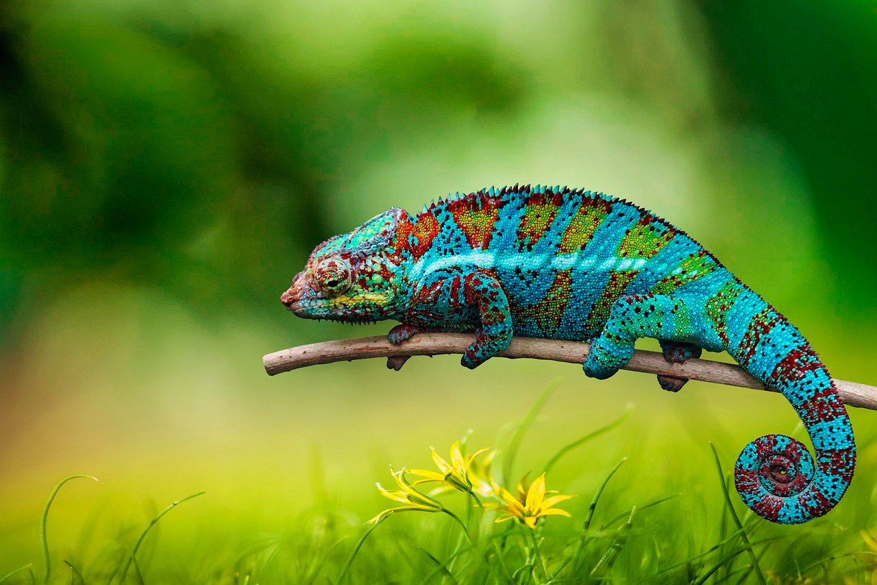 O menor camaleão conhecido, Brookesia nana, mede cerca de 2,9 cm, enquanto os maiores, como o camaleão de Parson, podem atingir até 70 cm. O peso  dos camaleões varia de poucos gramas a cerca de 1 kg