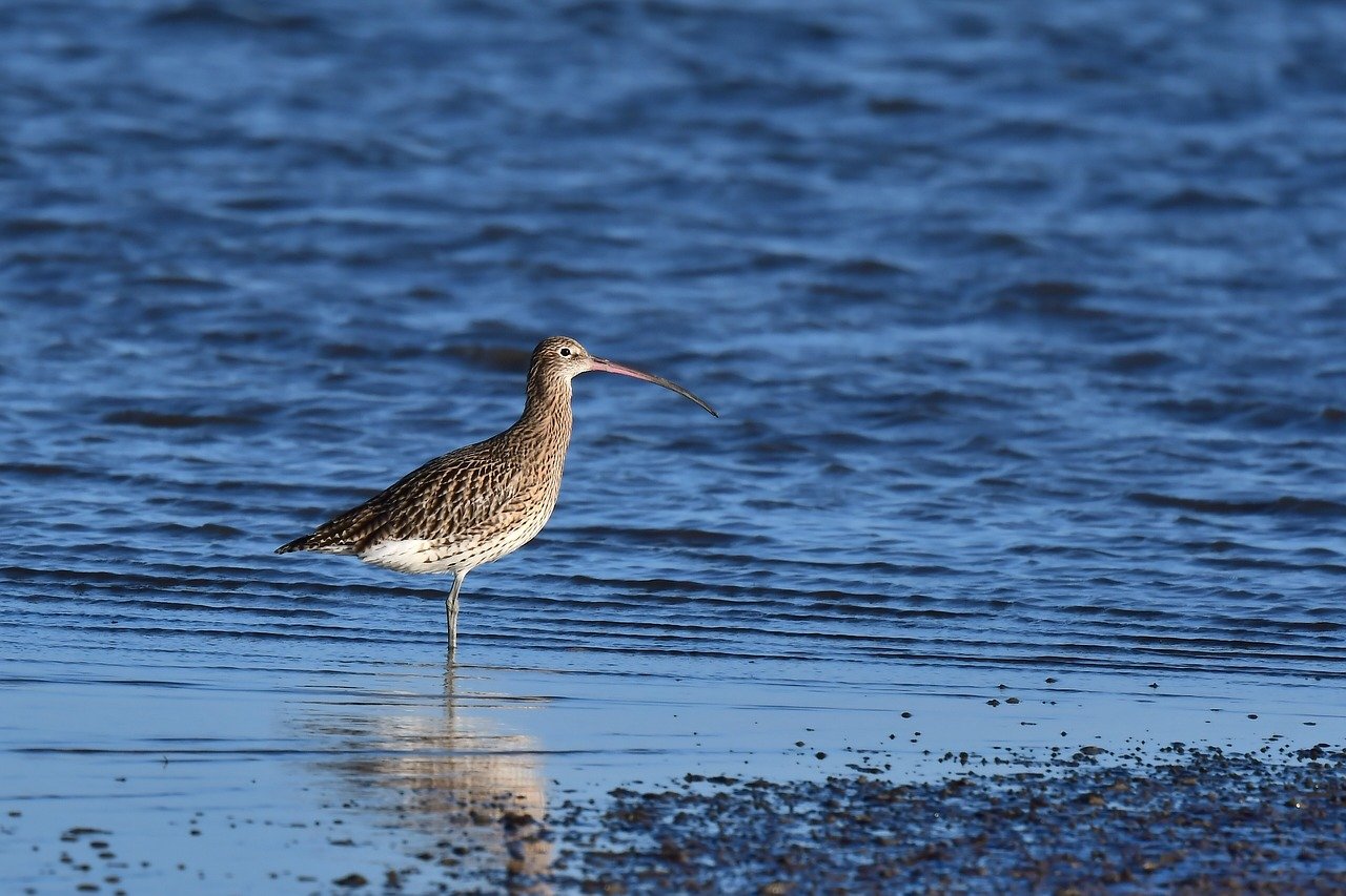 O maçarico-de-bico-fino (Calidris bairdii), foi declarado oficialmente extinto no mundo. Essa ave migratória era conhecida por passar o inverno na região do Mar Mediterrâneo e seguir para a Sibéria Ocidental para se reproduzir no verão. 