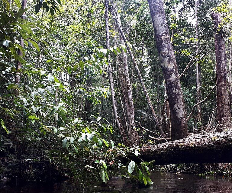 Para que não aconteça o mesmo com outras espécies, há projetos para preservaçõ. Existem espécies que enfrentam desafios ligados diretamente à atividade humana, como caça, pesca, destruição de habitats e mudanças climáticas, que intensificam sua vulnerabilidade. Veja espécies ameaçadas e iniciativas que tentam preservá-las. 