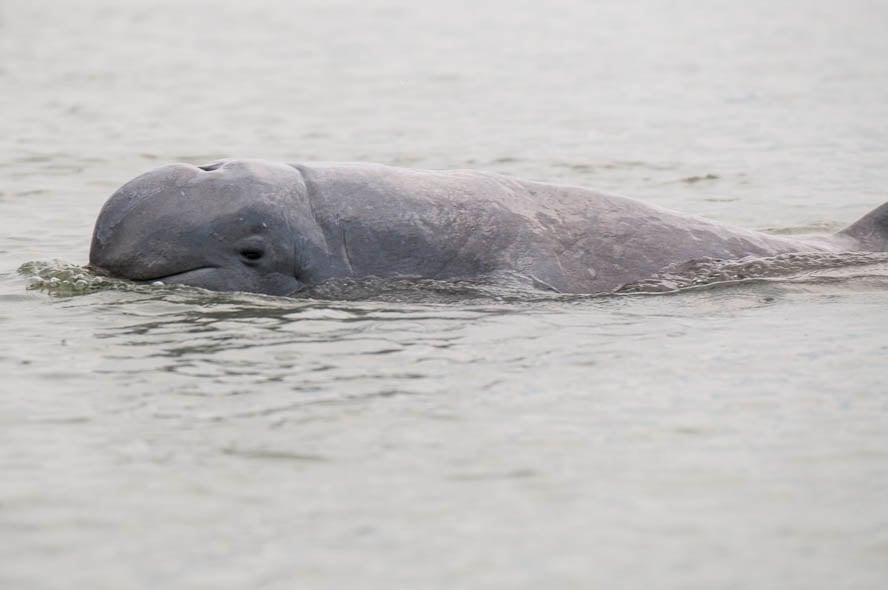 O golfinho-de-irrawaddy (Orcaella brevirostris) vive em rios, lagos e costas marinhas do sudeste da Ásia. Está ameaçado pela captura acidental em redes de pesca, perda de habitat e poluição dos rios.