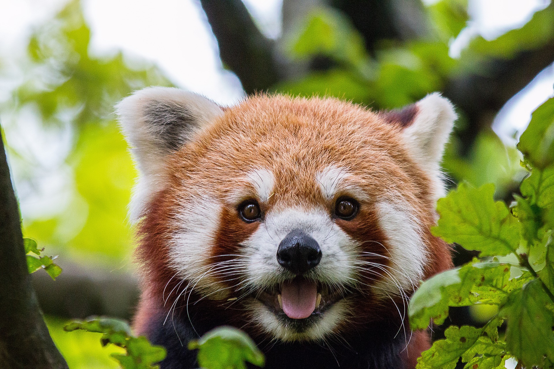 O panda-vermelho (Ailurus fulgens) vive em florestas temperadas de bambu nos Himalaias e em partes do sudeste asiático. Enfrenta ameaças como desmatamento e caça ilegal para uso de sua pelagem em roupas e acessórios.
