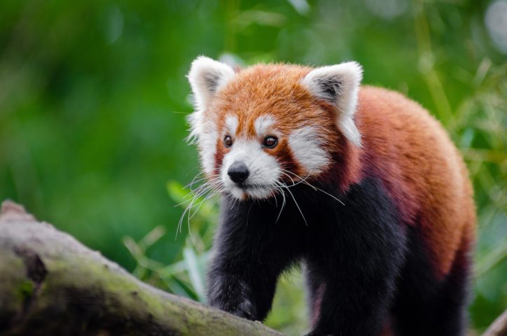 Há programas de proteção de florestas e reservas naturais na China, Nepal e Índia. Organizações como o Red Panda Network treinam comunidades locais para monitorar e proteger os pandas.
