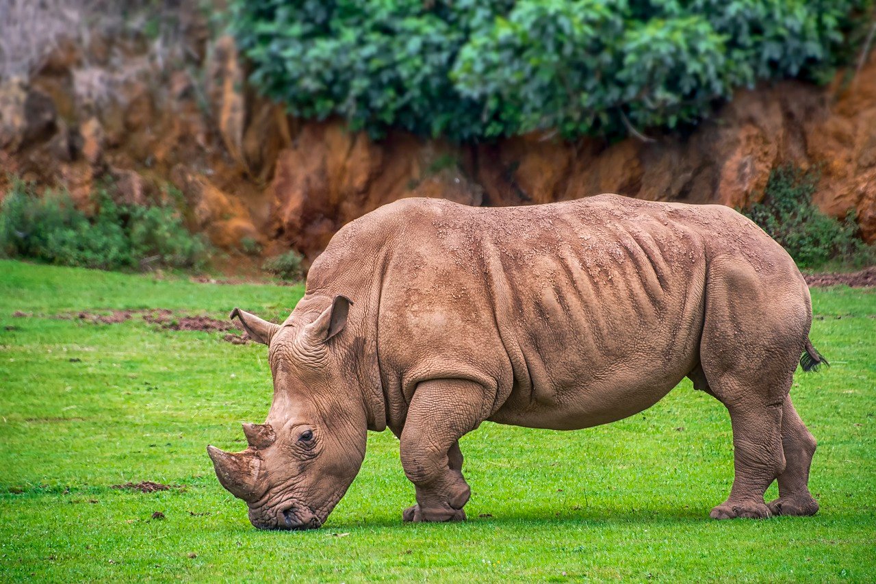 O rinoceronte-de-java (Rhinoceros sondaicus) habita florestas tropicais e pradarias na Indonésia. É uma das espécies de rinoceronte mais raras do mundo, ameaçada pela perda de habitat devido à expansão agrícola e à caça intensiva para obter seus chifres, usados em remédios tradicionais