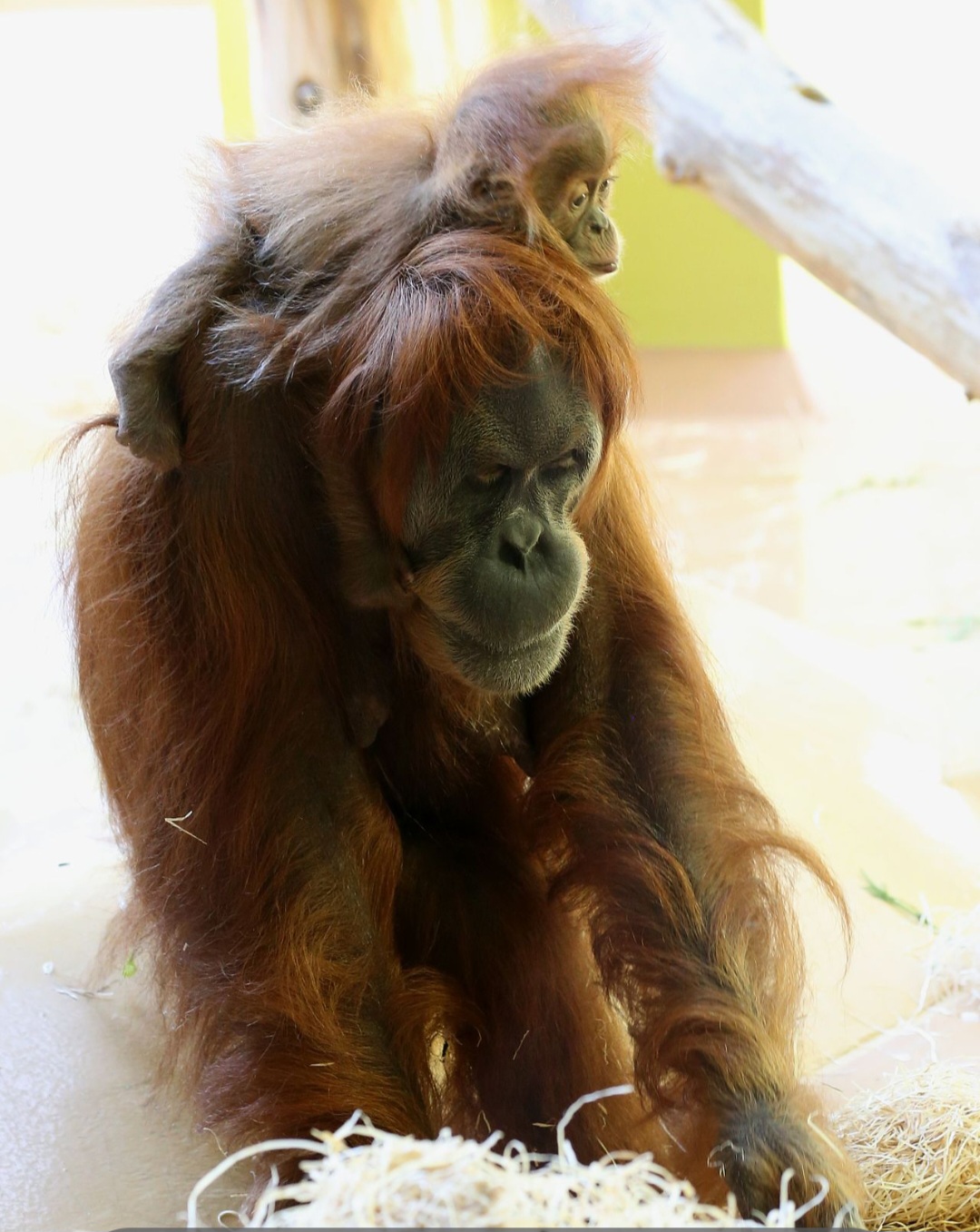 Organizações como a Borneo Orangutan Survival Foundation trabalham na recuperação de florestas e reabilitação de orangotangos resgatados de caçadores e do tráfico.

