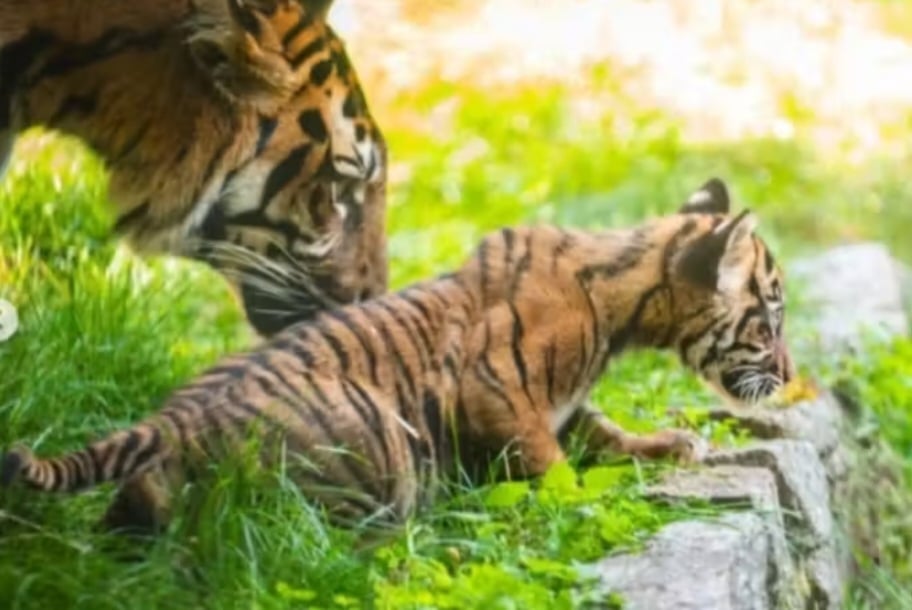 O tigre-de-sumatra (Panthera tigris sumatrae) é uma subespécie encontrada exclusivamente na ilha de Sumatra, na Indonésia. Vive em florestas tropicais densas e manguezais. Seu risco de extinção é causado principalmente pelo desmatamento para agricultura e plantações, além da caça ilegal para comercialização de suas partes no mercado negro.
