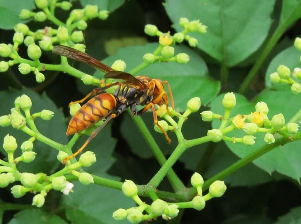Portanto, é fundamental lembrar que, apesar dos riscos que esses insetos podem representar, eles são aliados da biodiversidade.