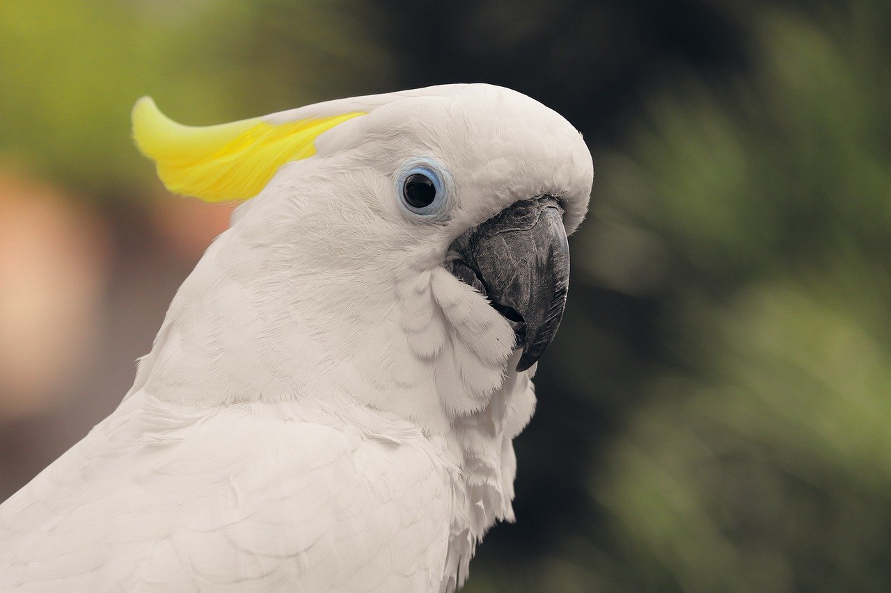 A cacatua-de-crista-amarela (Cacatua sulphurea) é encontrada em florestas tropicais da Indonésia. Está ameaçada pela captura para o comércio ilegal de aves exóticas, além da destruição de seus habitats naturais.