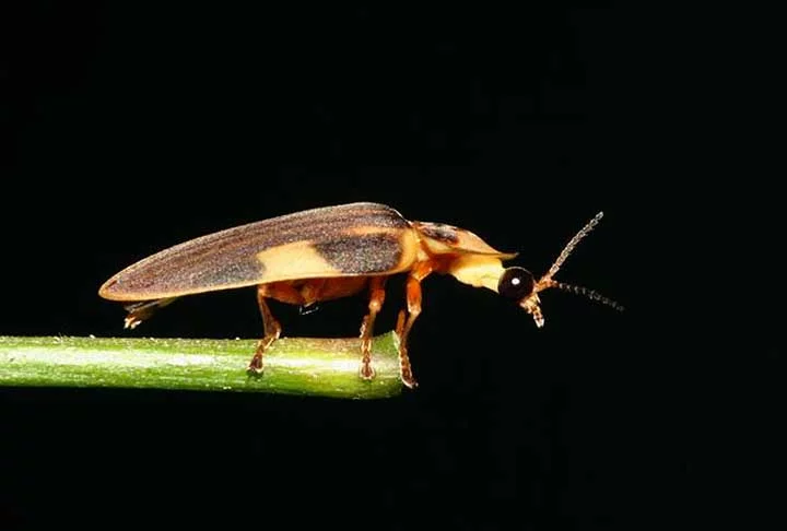 De acordo com estudos, há cerca de 10 espécies de vaga-lumes do passado. Animais que usam a luz como mecanismo de defesa e para se comunicar e atrair parceiros. Atualmente, há cerca de 2.000 espécies, segundo o Museu de História Natural de Londres.