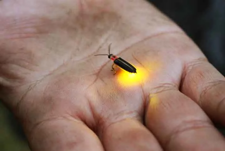 “O fóssil ajuda a preencher lacunas na compreensão da história evolutiva dos besouros lampyroides [família de besouros à qual pertencem os vaga-lumes] e mostra que características importantes, como órgãos abdominais leves, permaneceram consistentes desde meados do Cretáceo”, disse Chenyang Cai, principal autor do estudo.