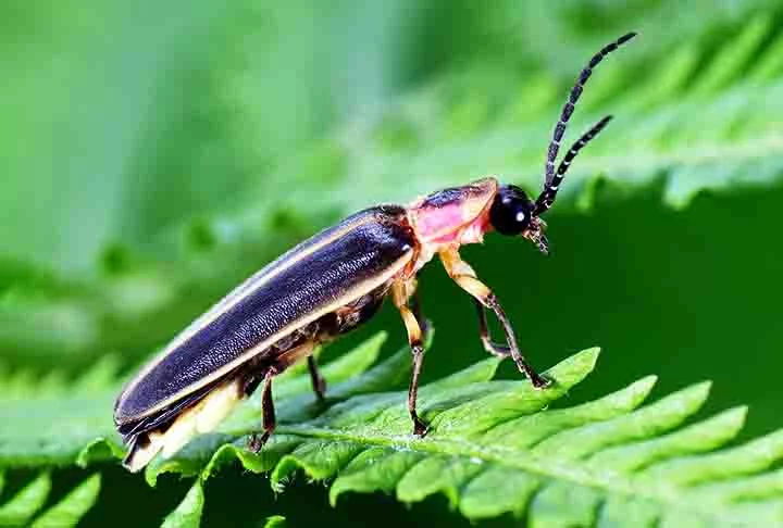 Uma das espécies mais comuns na Europa é a Lampyris noctiluca, na qual apenas os machos são alados. As suas larvas são predadoras vorazes de caracóis e, por isso, consideradas amigas dos agricultores.