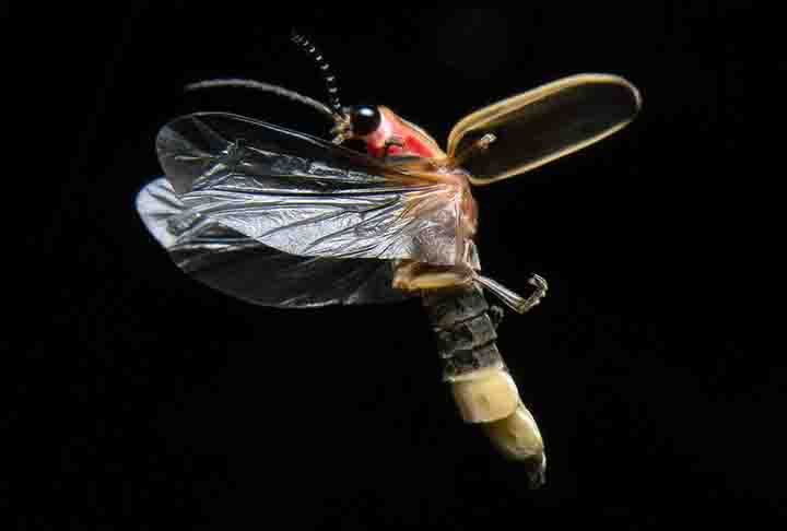 As fêmeas produzem a luz para atrair parceiros, mas tem uma desvantagem. A sua própria luminosidade pode também atrair predadores, como a lagartixa.