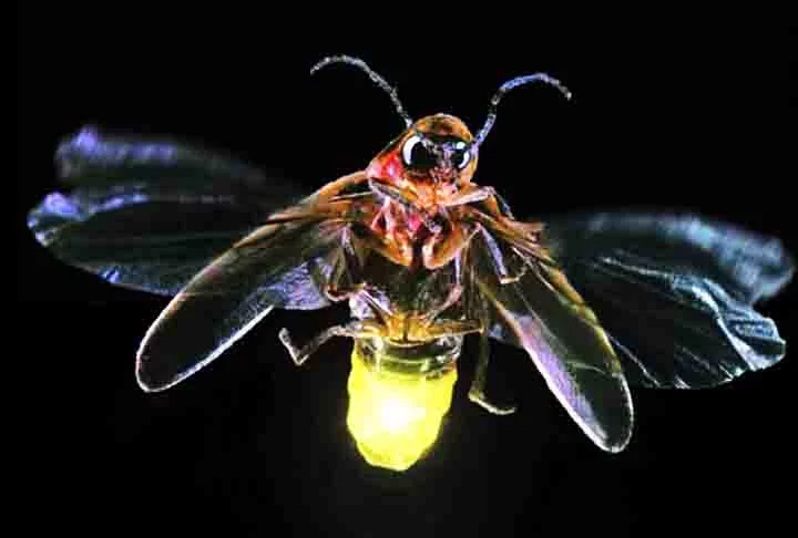 Os vaga-lumes adultos medem entre cinco e vinte e cinco milímetros de comprimento, tendo o corpo achatado. A coloração varia entre o marrom-escuro, preto, alaranjado e amarelo.