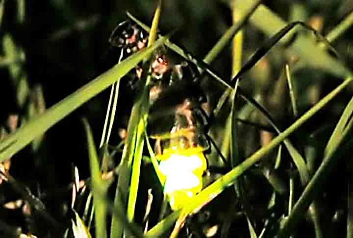 Por fim, os lampirídeos (Lampyridae) têm um ciclo biológico longo. Variam de cor, do castanho-claro ou escuro ao castanho-amarelado ou avermelhado. As lanternas ficam no ventre e variam de tamanho e disposição, assim como habitam matas, campos e cerrados, preferindo os lugares úmidos e alagadiços, como os brejeiros.
