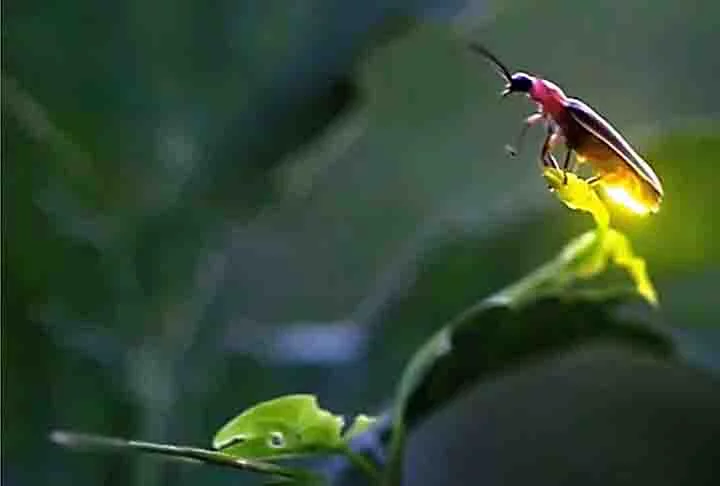 Os vaga-lumes, geralmente, comem lesmas, caracóis e minhocas. Algumas espécies consomem pólen ou néctar, enquanto somente alguns representantes são predadores, podendo também realizar o canibalismo, quando as fêmeas consomem os machos.