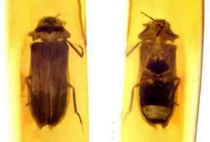 Eles, portanto, acreditam que os vaga-lumes tenham evoluído sua bioluminescência aérea. Ou seja, a habilidade de brilhar enquanto voam, há pelo menos 100 milhões de anos.