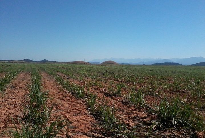 Contudo, quando em grande número, podem causar problemas econômicos, especialmente em plantações de eucalipto, cana-de-açúcar e outras culturas de grande valor comercial.