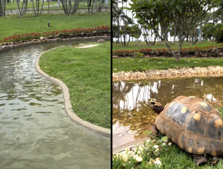 Por abrigar animais como jabutis, a Granja do Torto é 