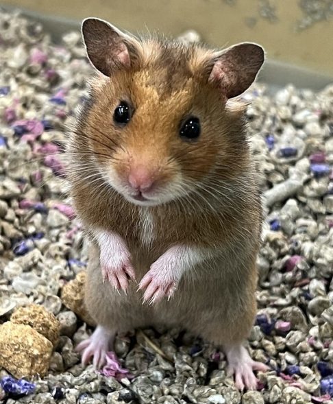Existem cerca de 18 espécies de hamsters, sendo as mais comuns como pets o Hamster-Sírio (foto), o Dourado e o Chinês.