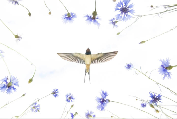 Andorinha sobre Prado, Alemanha.