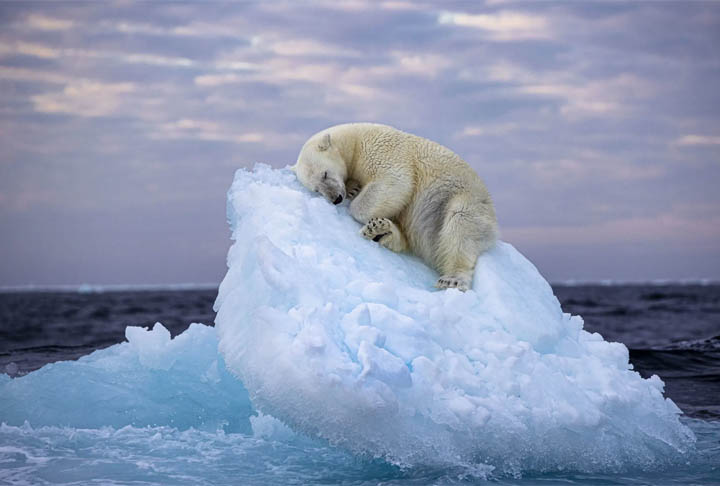 No início do ano, a foto de um urso polar dormindo sobre uma pedra enorme de gelo foi a grande vencedora do concurso Wildlife Photographer of the Year People's Choice Award, também promovido pelo mesmo museu em Londres.