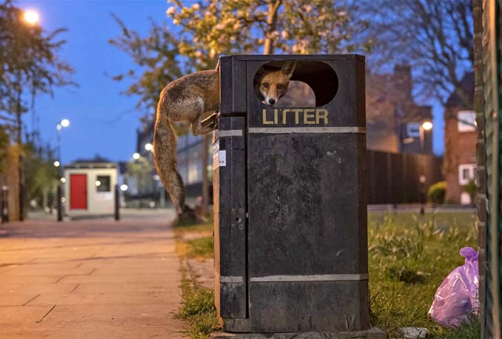 Opportunity Fox, Londres, Reino Unido.
