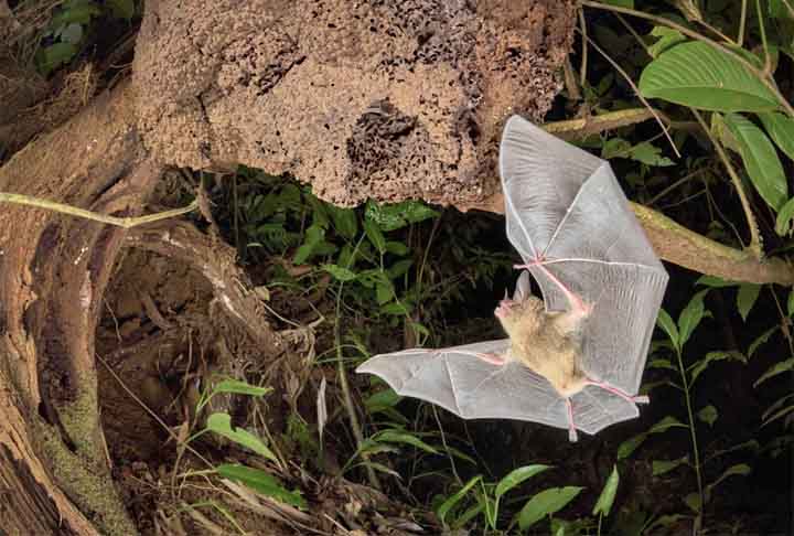 Retorno para casa, floresta de várzea, Costa Rica.