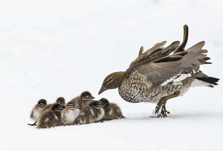 Patinhos juntos, Nova Gales do Sul, Austrália.