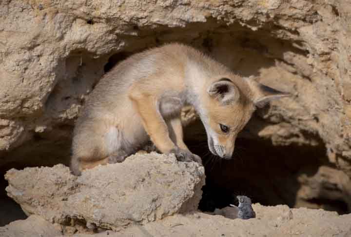 Negociação difícil, sopé da Judéia de Israel.
