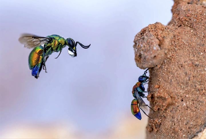 Vespa do cuco chegando, perto de Montpellier, França.